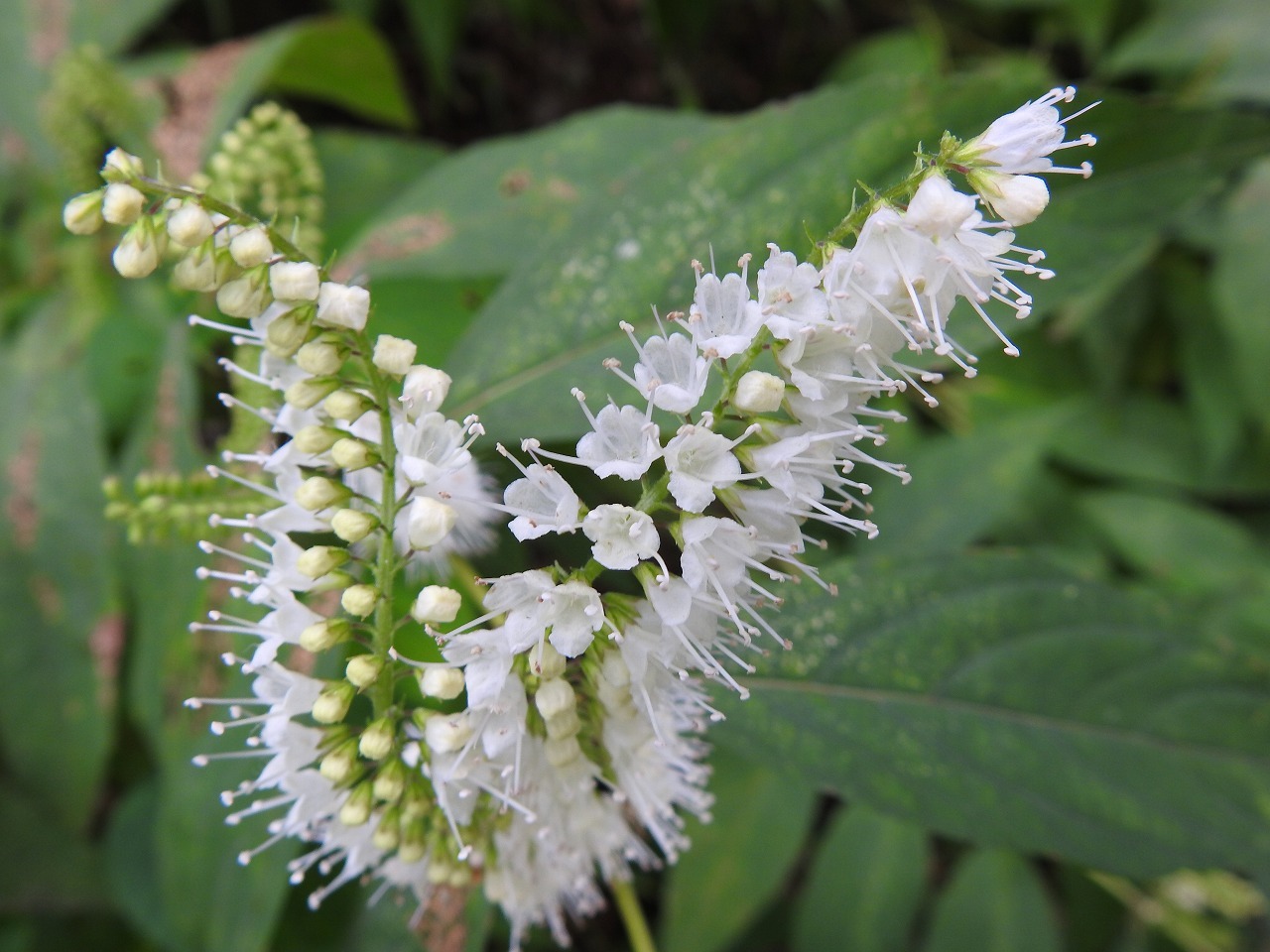 霜柱 シモバシラ の花と虫達 自然風の自然風だより
