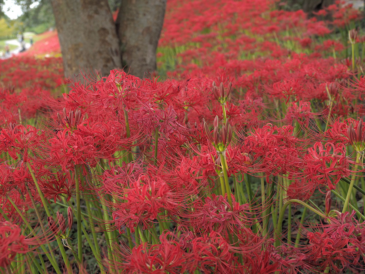  権現堂の曼殊沙華　花の密度に酔う_f0224100_09474468.jpg