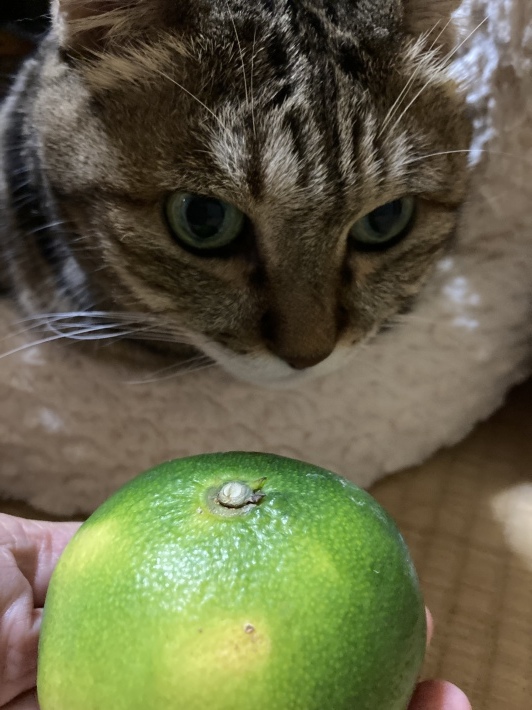 みかん_b0412708_14371732.jpeg