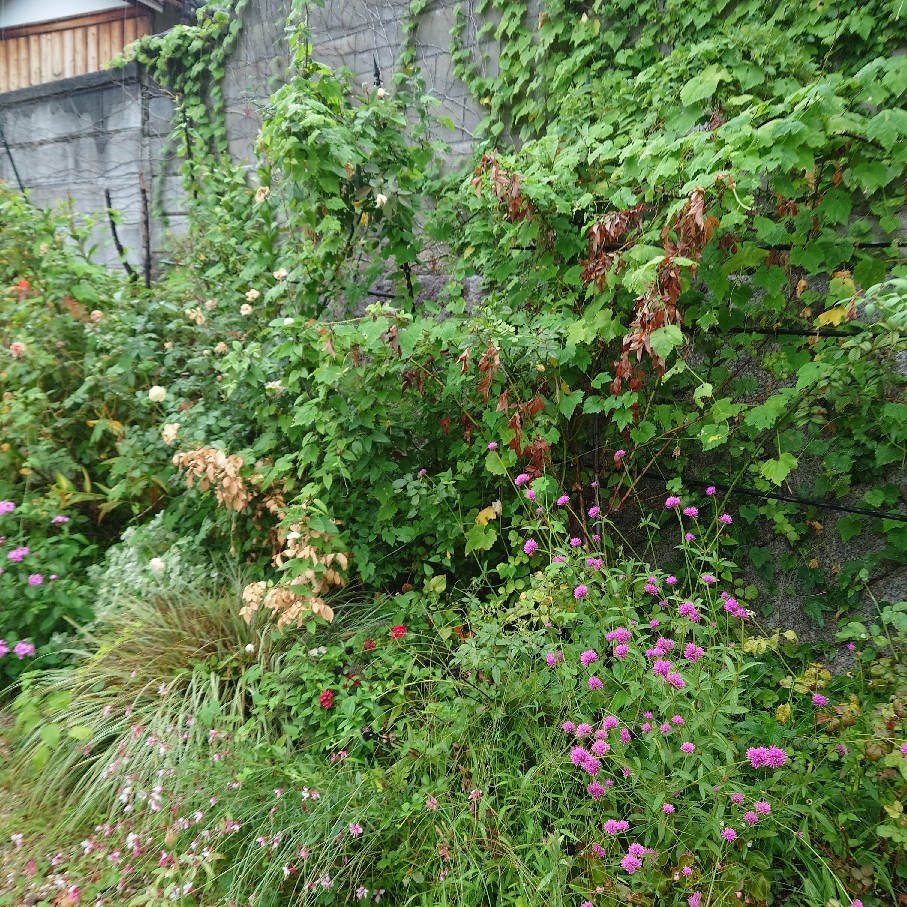 寝子と雨の庭の植物たち_c0404712_10334307.jpg