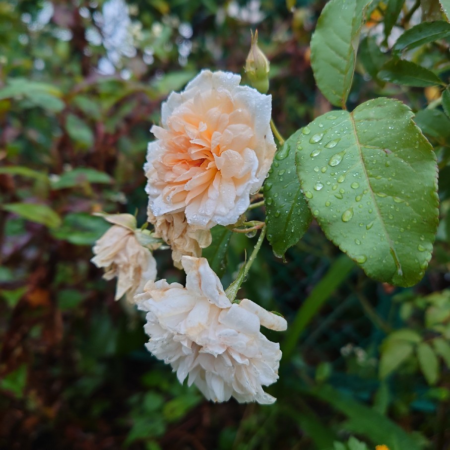 寝子と雨の庭の植物たち_c0404712_10334328.jpg