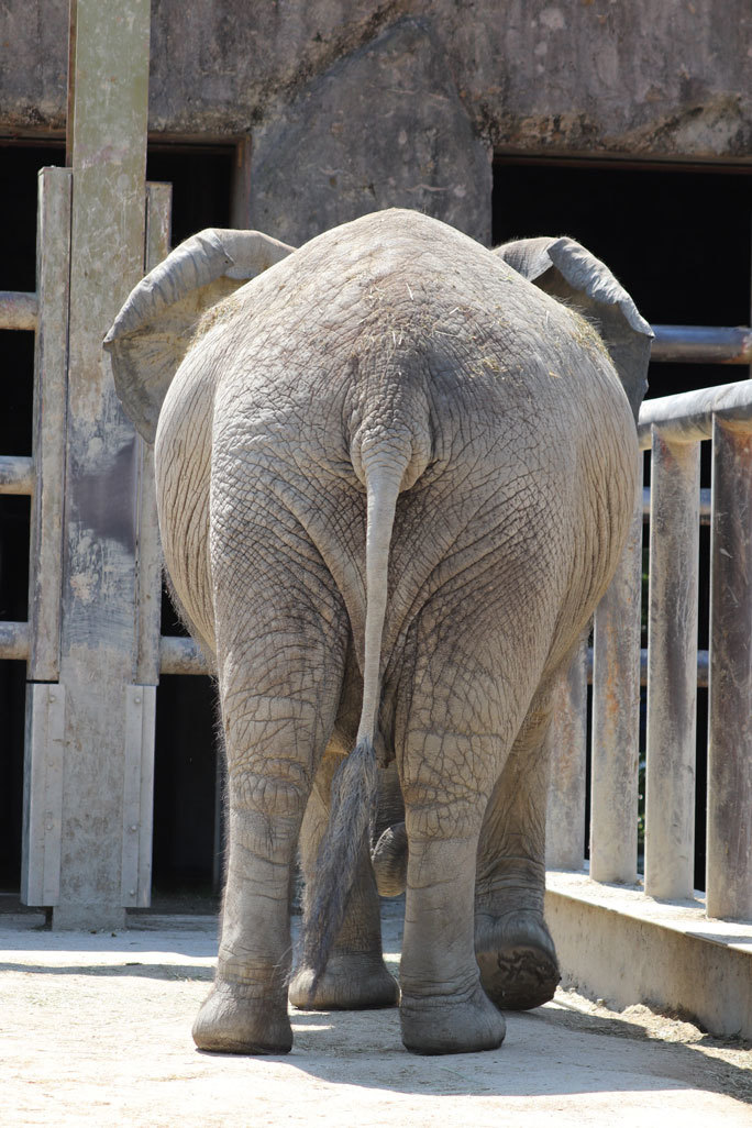 コミュニケーションをとるアフリカゾウ「アイ＆キョウコ」（ 東武動物公園 April 2021）_b0355317_14090198.jpg