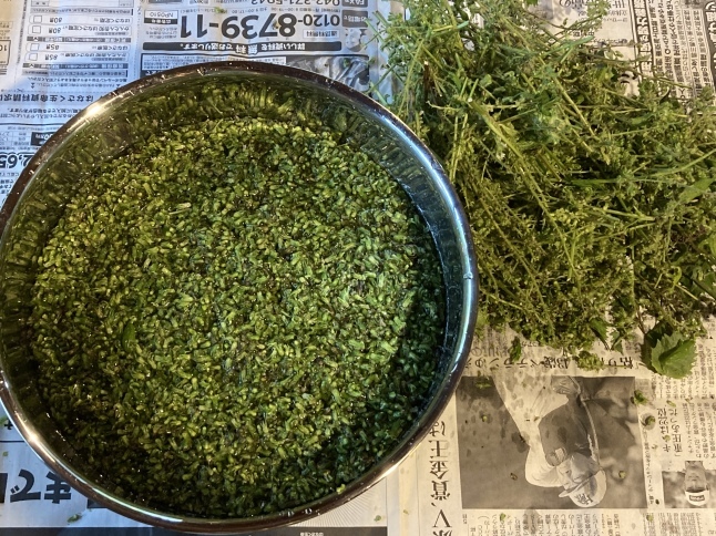 穂紫蘇の塩漬け 2022_d0348118_08521422.jpeg