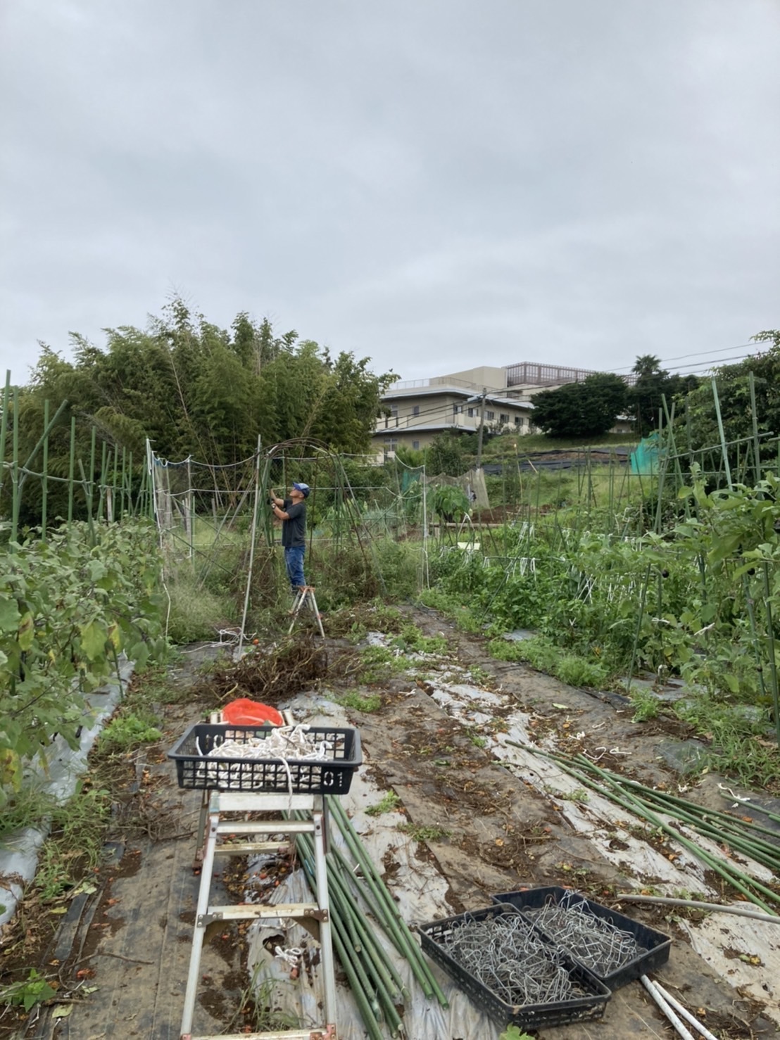 トマトの櫓と畝撤去しました　こちらは　カステルフランコ　コールラビ　レタスの畝作りです_c0222448_15305099.jpeg