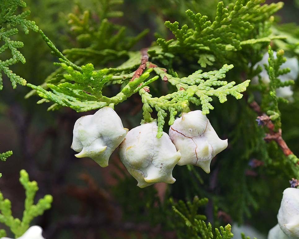 ヒバの実 : 旅と本 花材に！/天然ヒバ/ヒバぼっくり【金平糖の