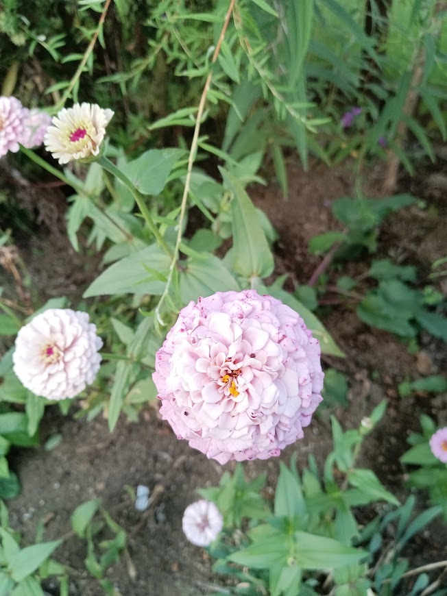 埼玉ラブの姉さんの秋の庭と夏の終わりのスダチ蕎麦‥‥‥かな_b0331802_23224873.jpg