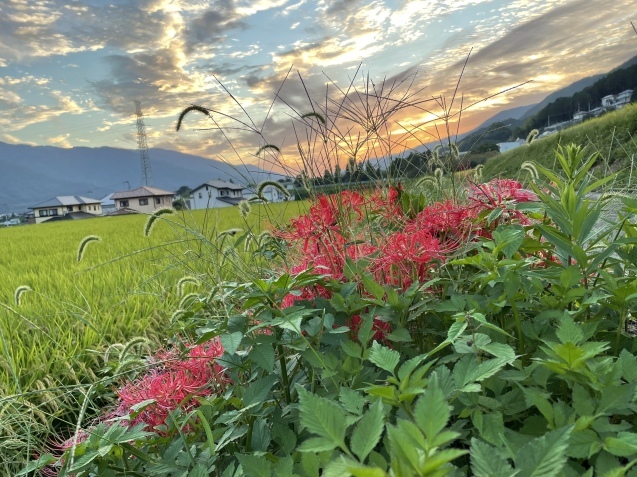 明日は出勤と、秋の日と。_a0394574_19031586.jpeg