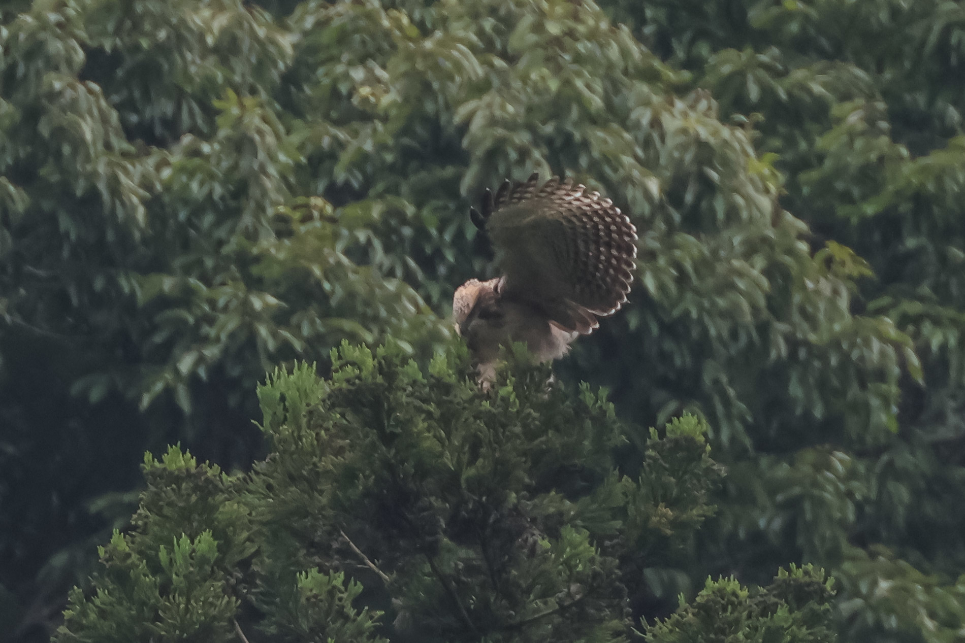 飛びつきに不安のあるクマタカ幼鳥_a0052080_21312837.jpg