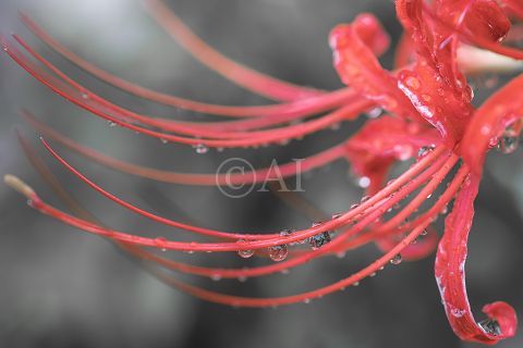 tear_a0194990_19500115.jpg