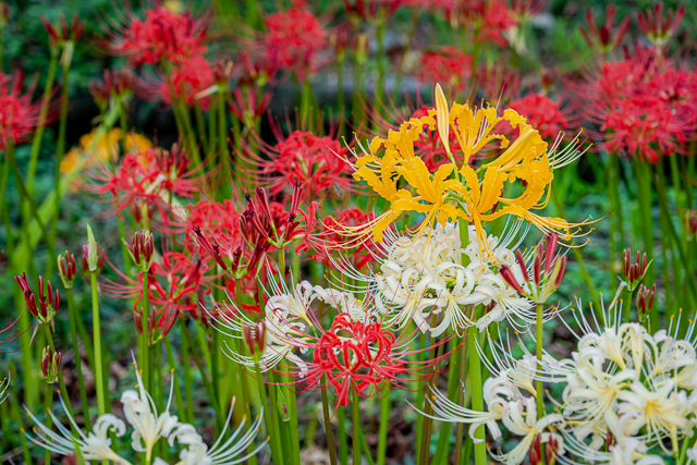 兵庫県多可町「曼珠沙華の里」彼岸花 ヒガンバナ : マクロフォト