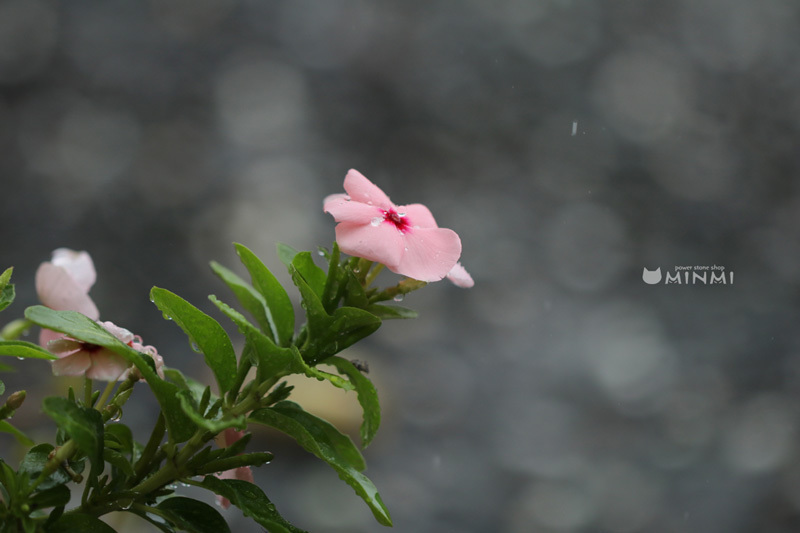 雨ですね(*^▽^*)_c0140599_11222767.jpg