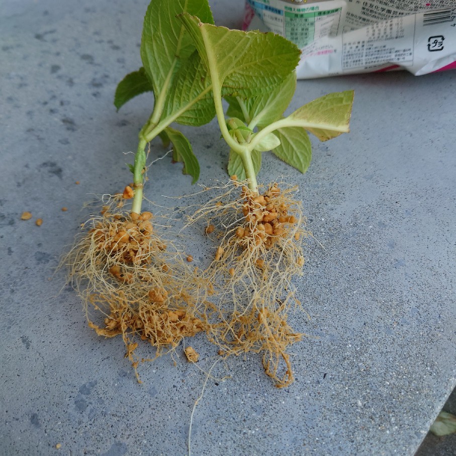 復活中のバラと挿し木が成功した紫陽花の様子_c0404712_22595602.jpg