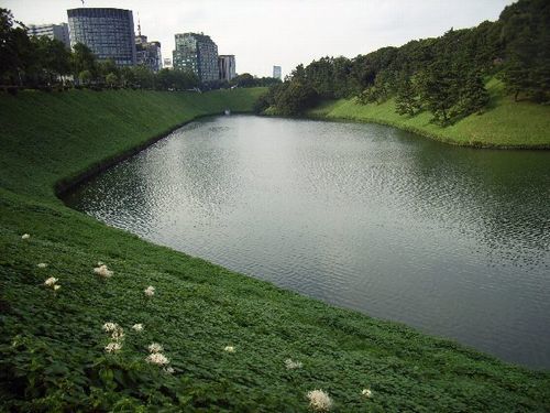 シロバナマンジュシャゲ_c0141013_12211943.jpg
