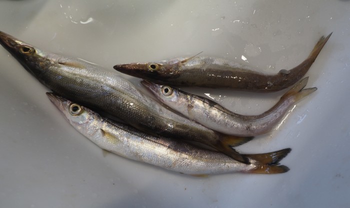 夫の釣果とその後(天ぷらと南蛮漬け)_c0116915_01182780.jpg