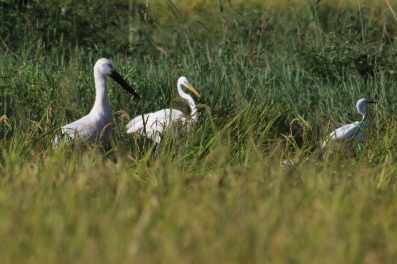 遠来の客鳥コウノトリ②_e0389722_18534251.jpg