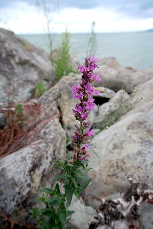 花咲く道歩き昼食楽しんで雨の中さらばポルヴェーセ島_f0234936_05470385.jpg