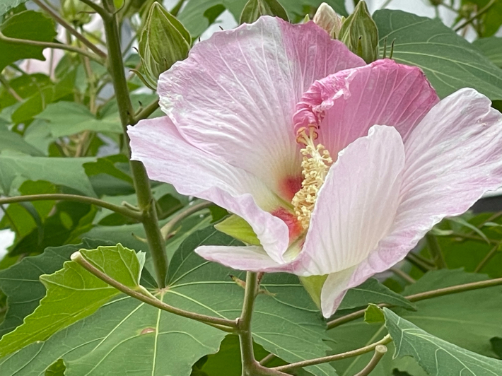 酔芙蓉 唐辛子そして大相撲_b0409052_16184811.jpg