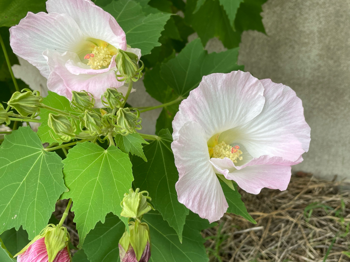 酔芙蓉 唐辛子そして大相撲_b0409052_16184943.jpg