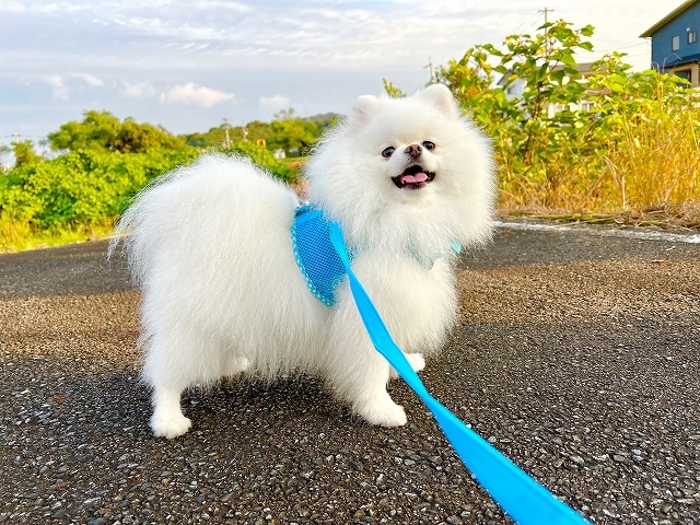 褒められたのはどっち?_d0360206_19034137.jpg