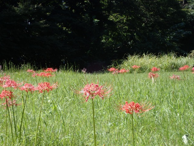 初秋、見頃の花_b0049307_11563196.jpg