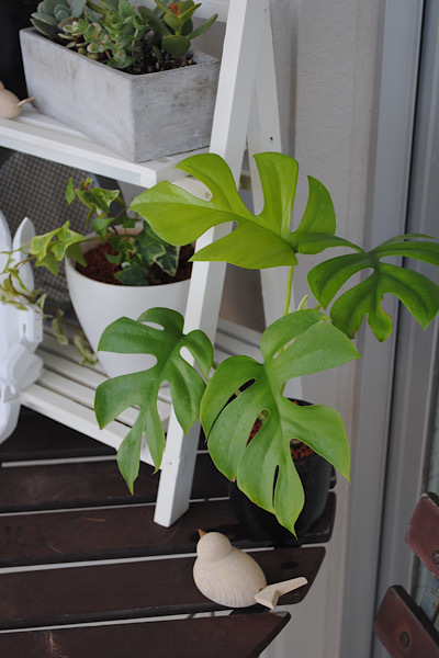 ナチュラルキッチンのガーデンラック それと新しい植物と クラシノート