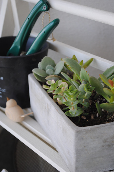 ナチュラルキッチンのガーデンラック それと新しい植物と クラシノート