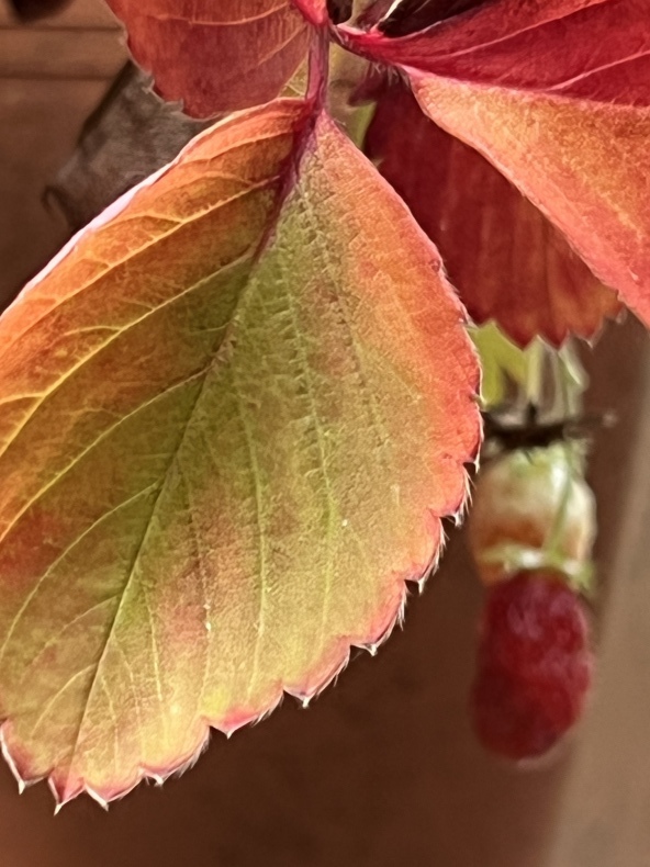 庭だより_f0380954_06214197.jpeg