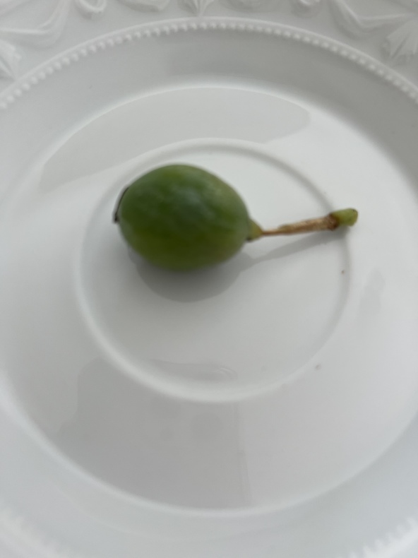 庭だより_f0380954_06381783.jpeg