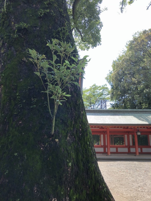 氷川神社参道_a0129492_18370133.jpeg