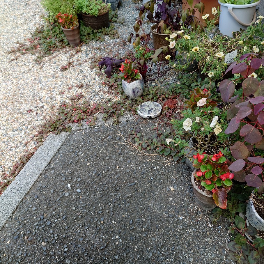 今日の花とオススメのお弁当箱_c0404712_10064612.jpg
