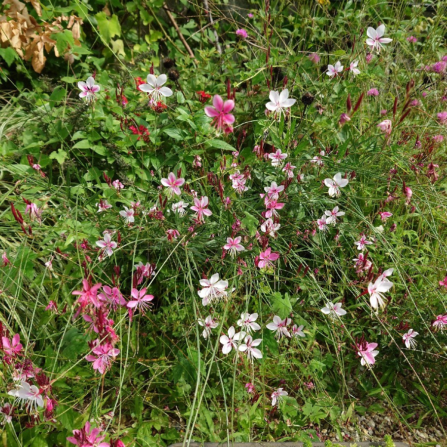 今日の花とオススメのお弁当箱_c0404712_10064644.jpg