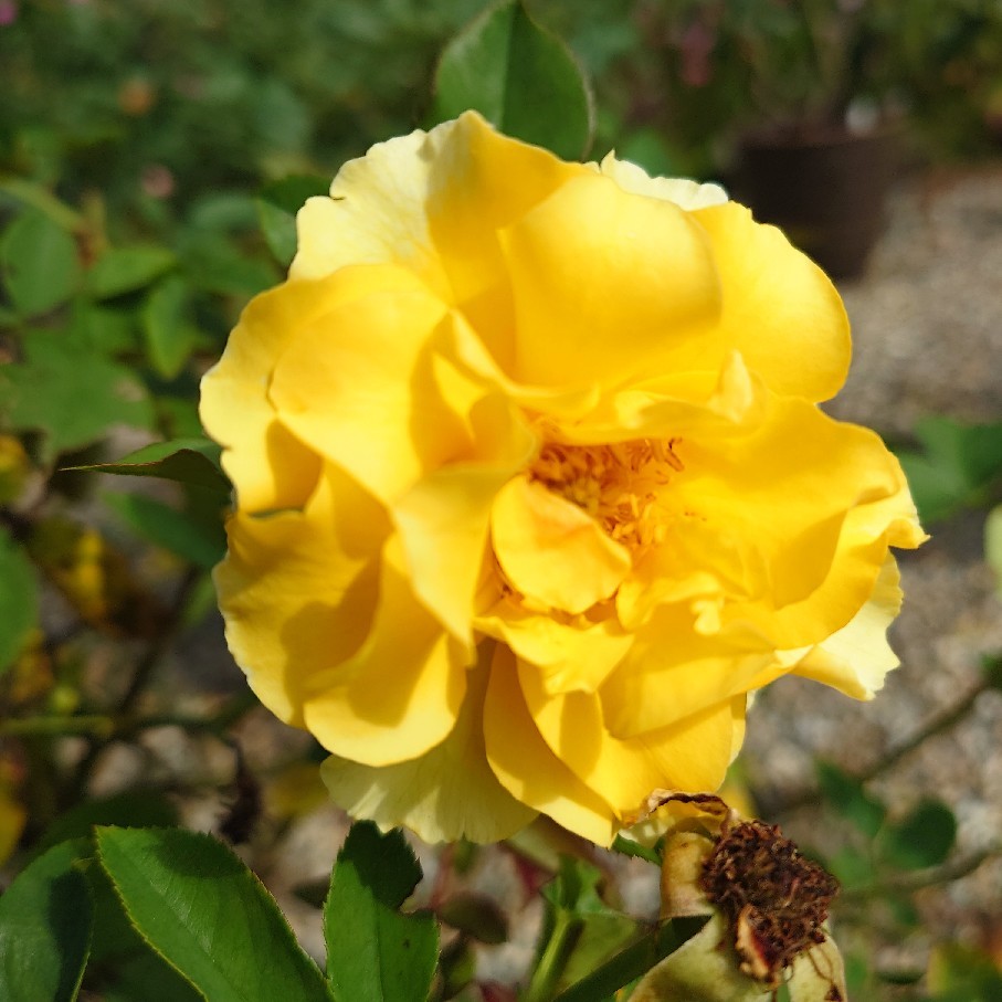 今日の花とオススメのお弁当箱_c0404712_10064789.jpg