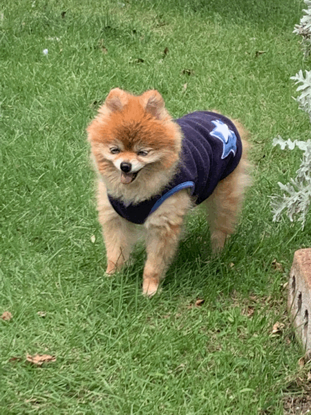 ムカムカの1日_c0403417_21264551.gif