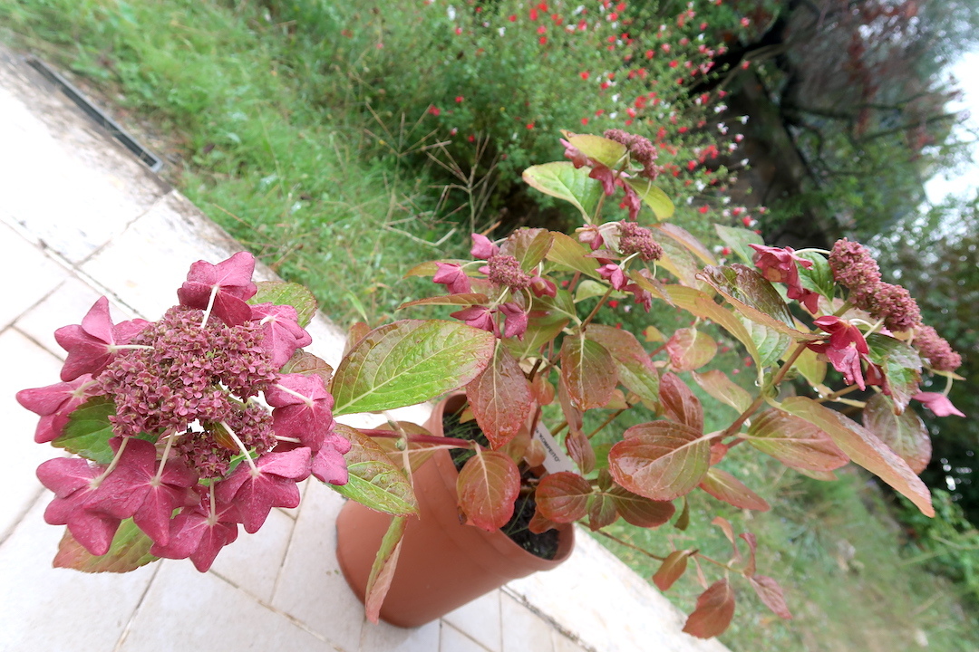 今も花と紅葉がきれいボルセーナで買った日本の紫陽花こんぺいとう_f0234936_18034813.jpg