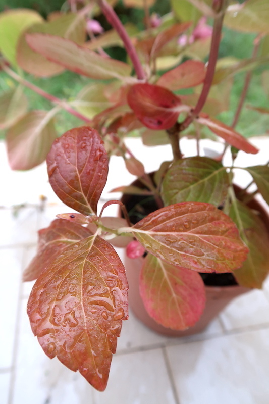 今も花と紅葉がきれいボルセーナで買った日本の紫陽花こんぺいとう_f0234936_18080627.jpg