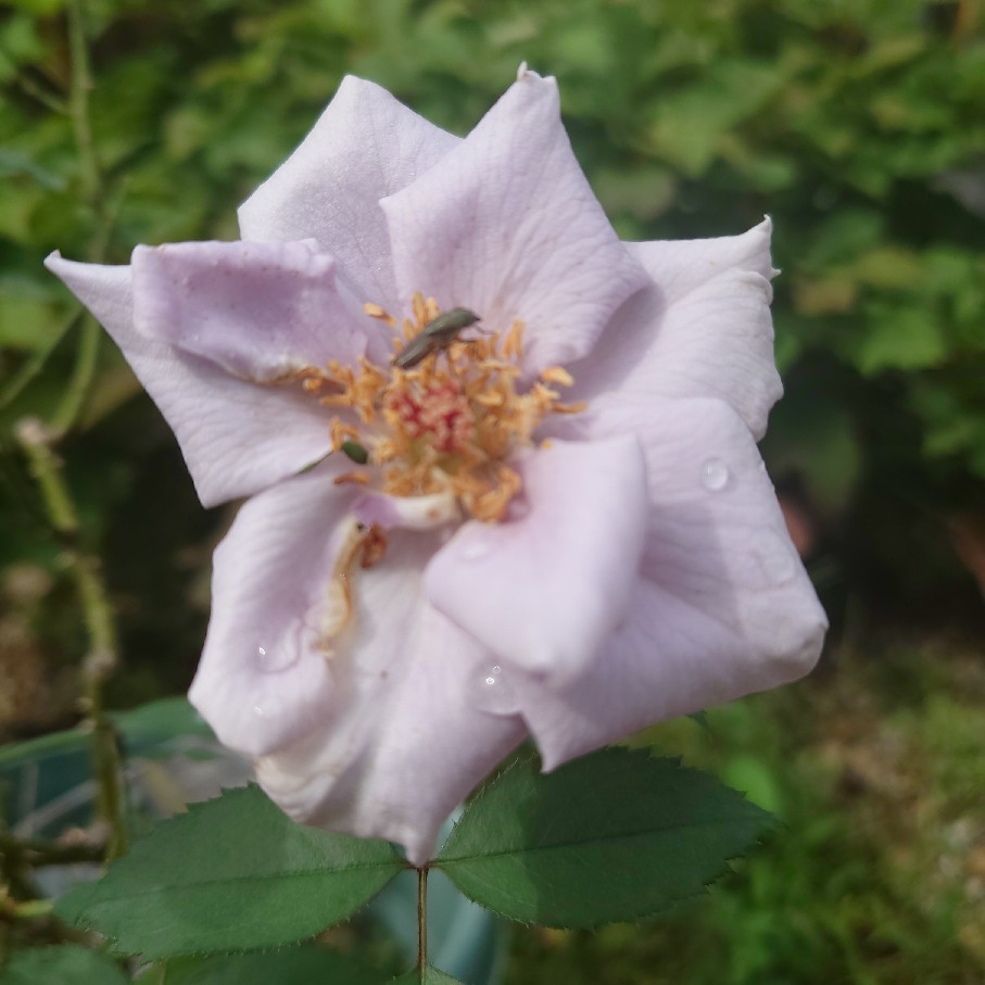 雨の後に小さく咲いていたバラと買ったコスモス_c0404712_09362896.jpg