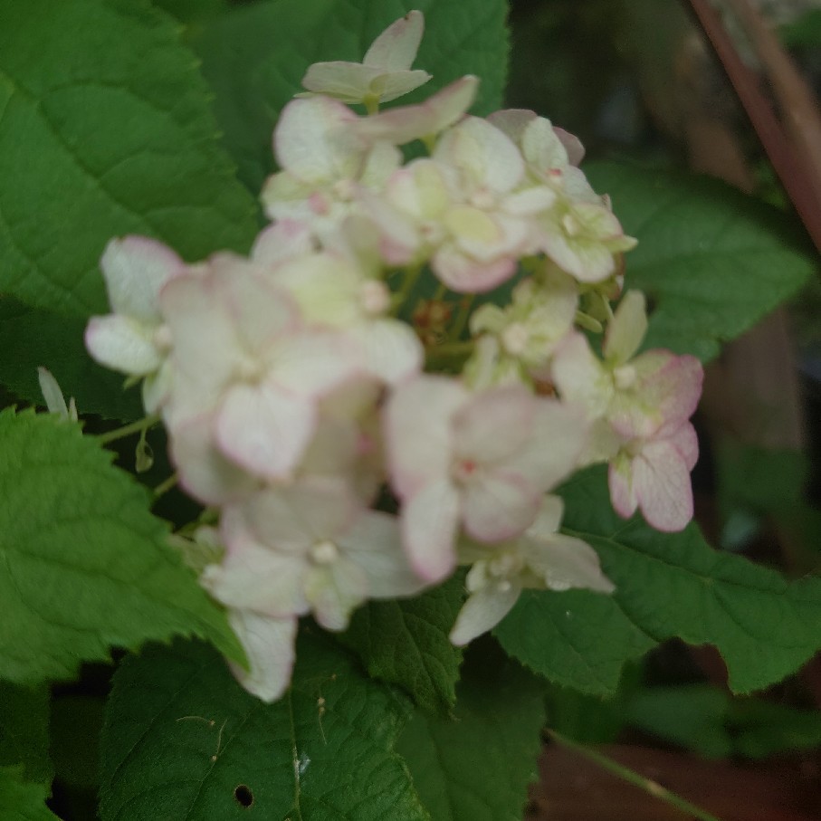雨の後に小さく咲いていたバラと買ったコスモス_c0404712_09363733.jpg