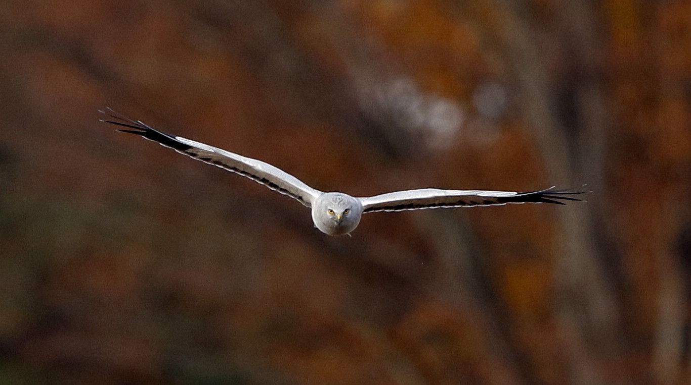 私の鳥撮り散歩