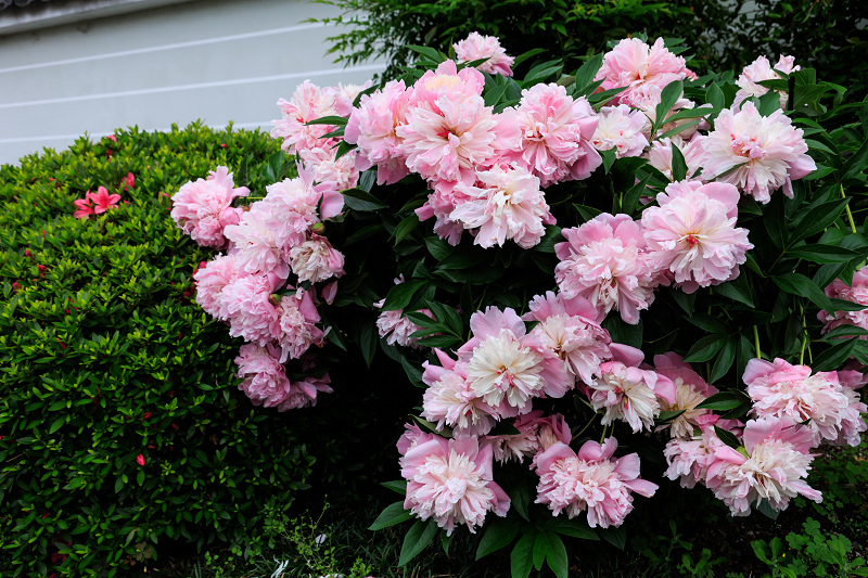 本満寺・初夏の花々_f0155048_23335120.jpg