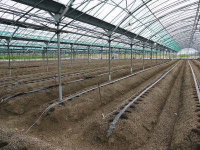 熊本県限定栽培品種のイチゴ『熊紅』令和4年度の定植作業の様子を現地取材!12月上旬からの出荷予定です!_a0254656_19195527.jpg