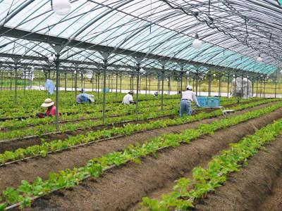 熊本県限定栽培品種のイチゴ『熊紅』令和4年度の定植作業の様子を現地取材!12月上旬からの出荷予定です!_a0254656_19361654.jpg