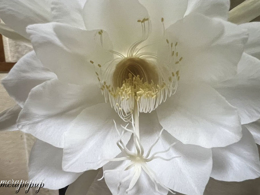 月下美人の花が開花しました(^^)v : The blog of meraki