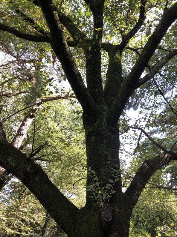 秋の訪れと母手づくりの豚汁_a0129492_09191533.jpeg