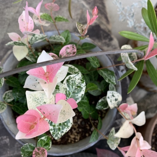 秋色の寄せ植えできました  店まわりも整えていこう_a0134394_07234057.jpeg