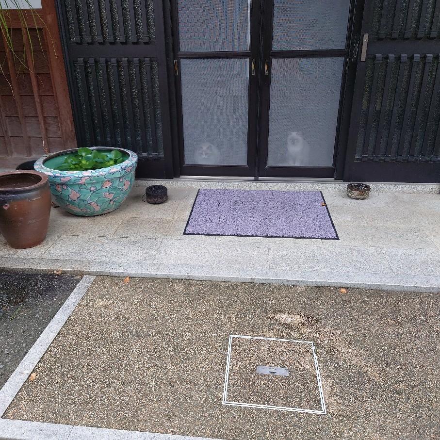 紫陽花の挿し木とお知らせ_c0404712_09284151.jpg