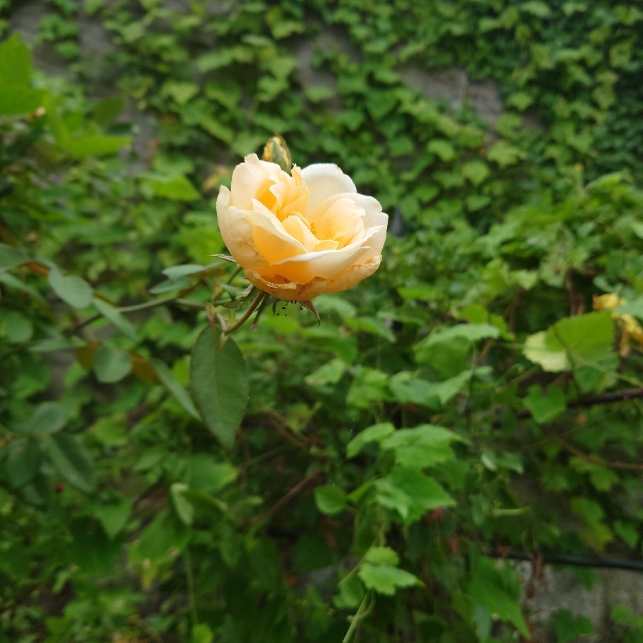 紫陽花の挿し木とお知らせ_c0404712_09284968.jpg