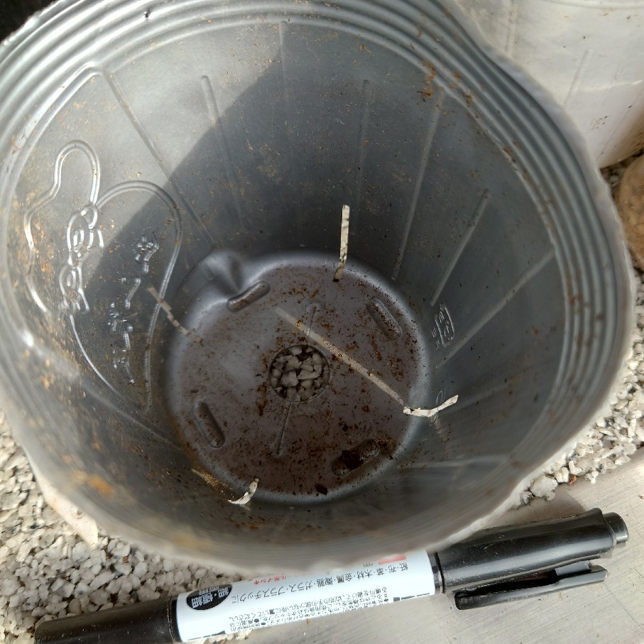 紫陽花の挿し木とお知らせ_c0404712_09292026.jpg