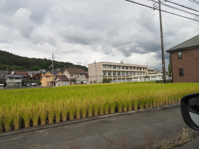 安芸津町の田んぼ_c0116915_23503827.jpg