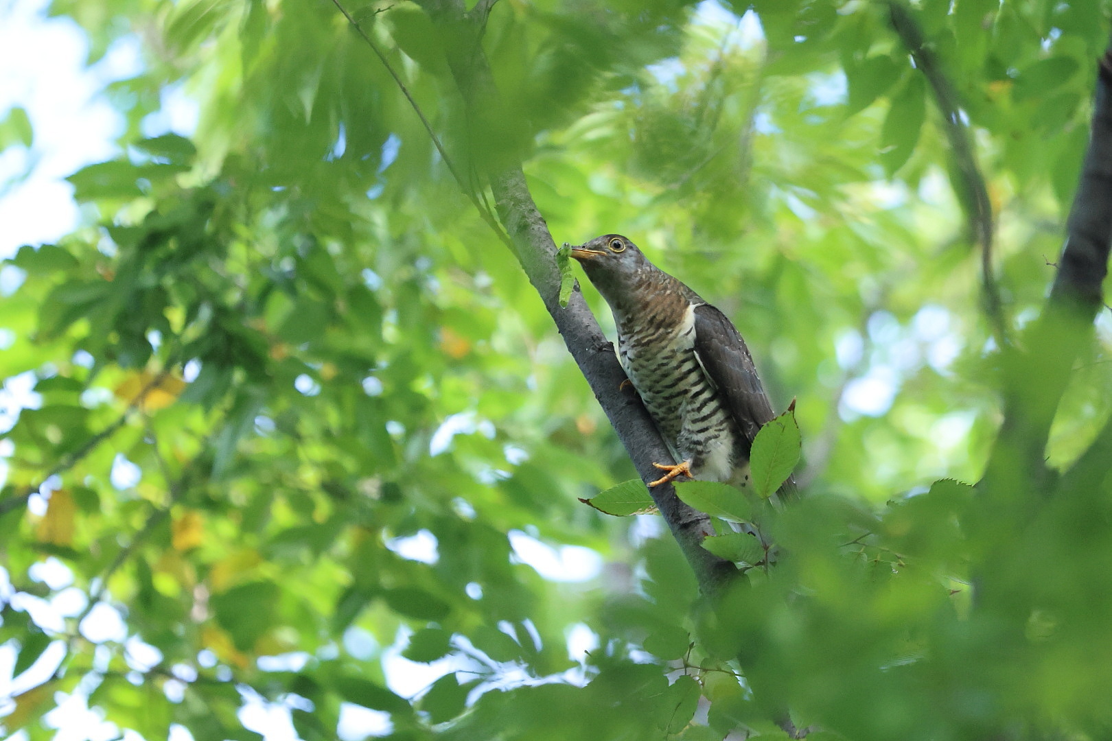 カッコウ ? (幼鳥)_f0369315_15051578.jpg