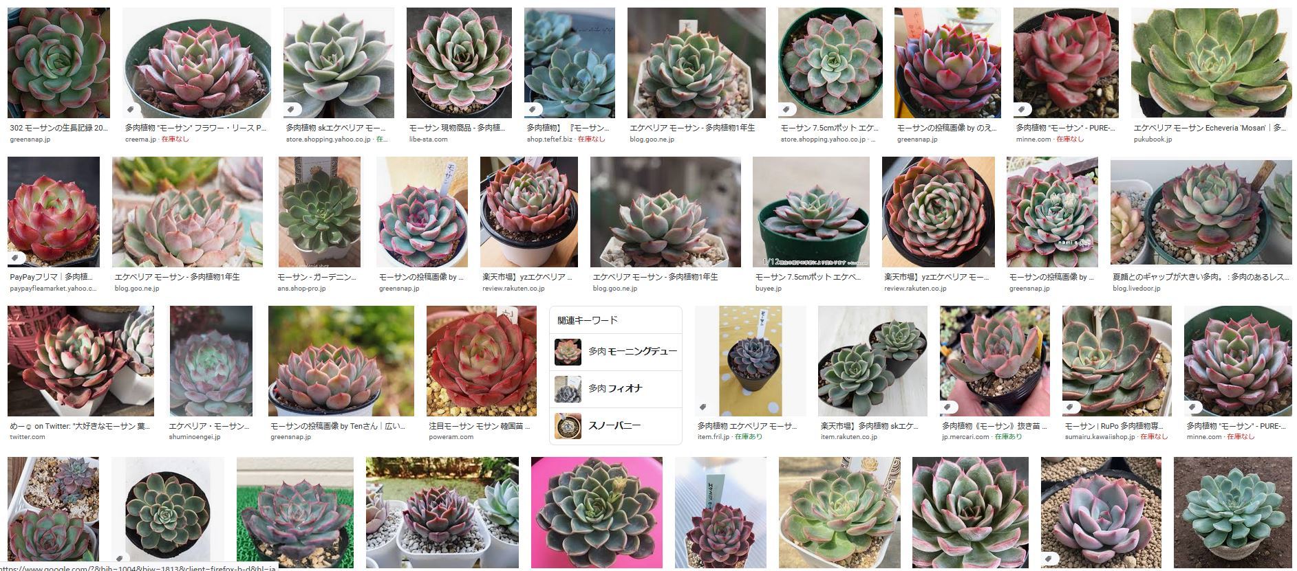 エケベリア＿モーサン : ・・・香る庭が欲しい・・DaiのベランダGarden